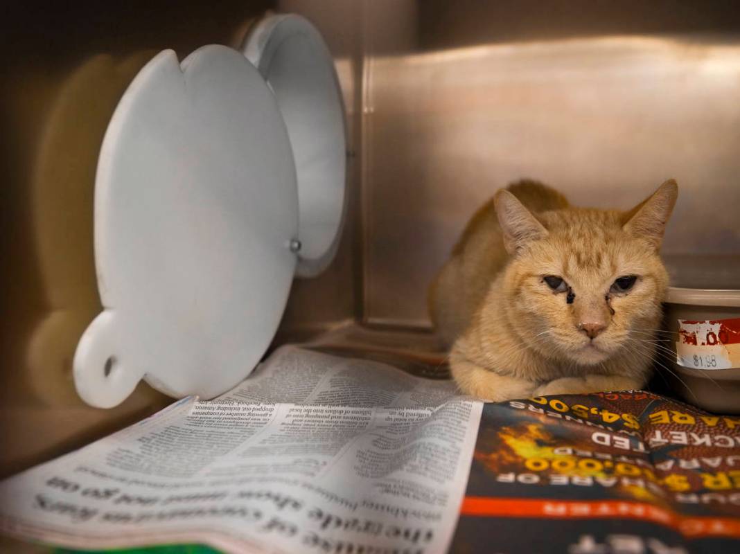 One of nearly 40 sick cats that have been surrendered by their owner at The Animal Foundation o ...