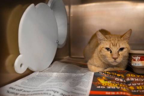 One of nearly 40 sick cats that have been surrendered by their owner at The Animal Foundation o ...