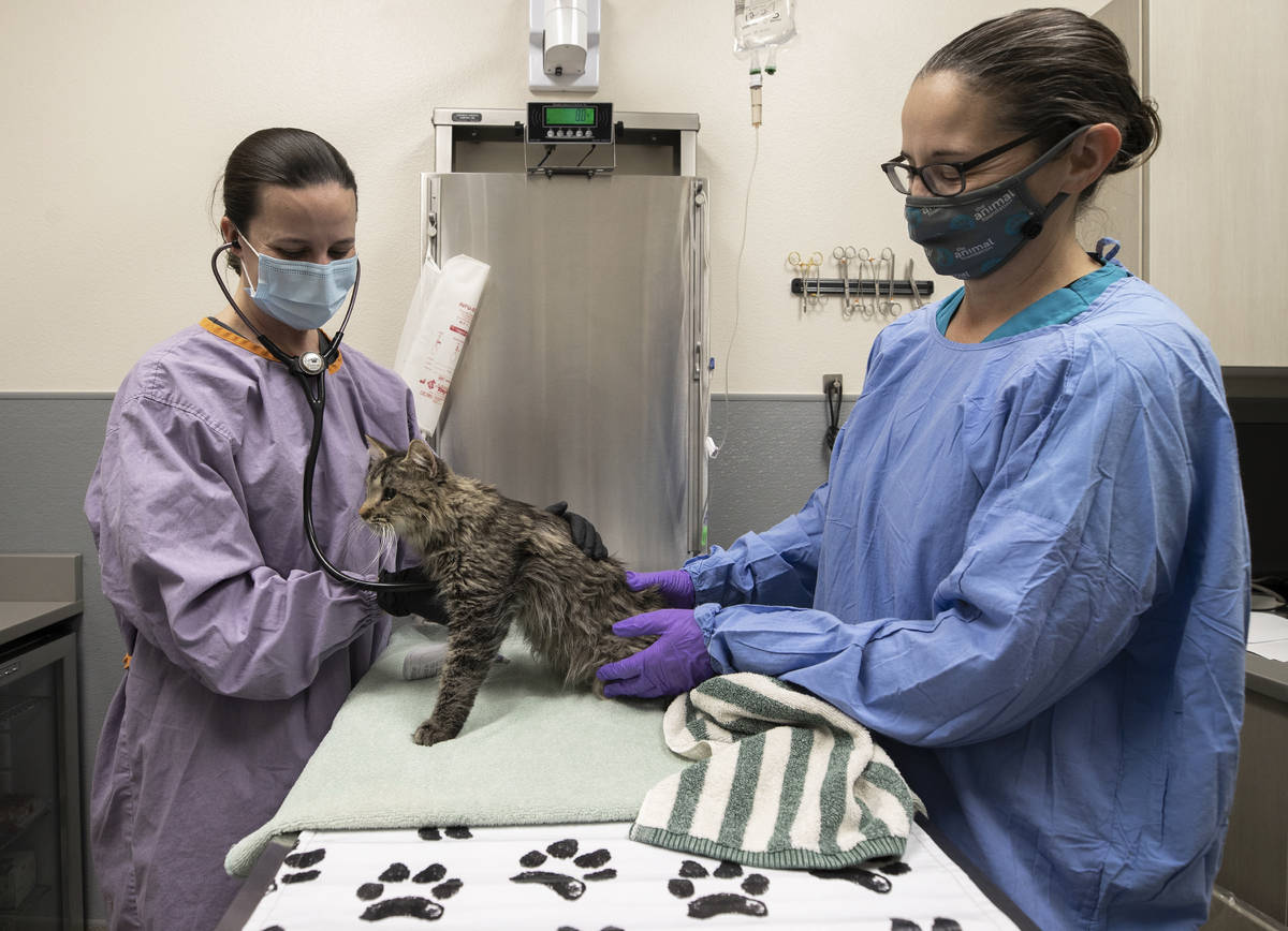 Dr. Diana Freeman, left, and veterinary assistant Jennifer Heider examine a tabby named Sully a ...