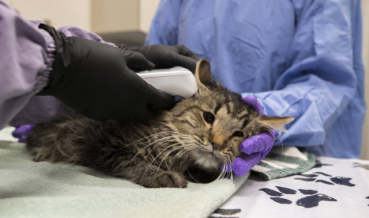 Dr. Diana Freeman, left, and veterinary assistant Jennifer Heider examine a tabby named Sully a ...