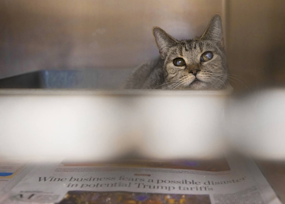 One of nearly 40 sick cats that have been surrendered by their owner at The Animal Foundation o ...