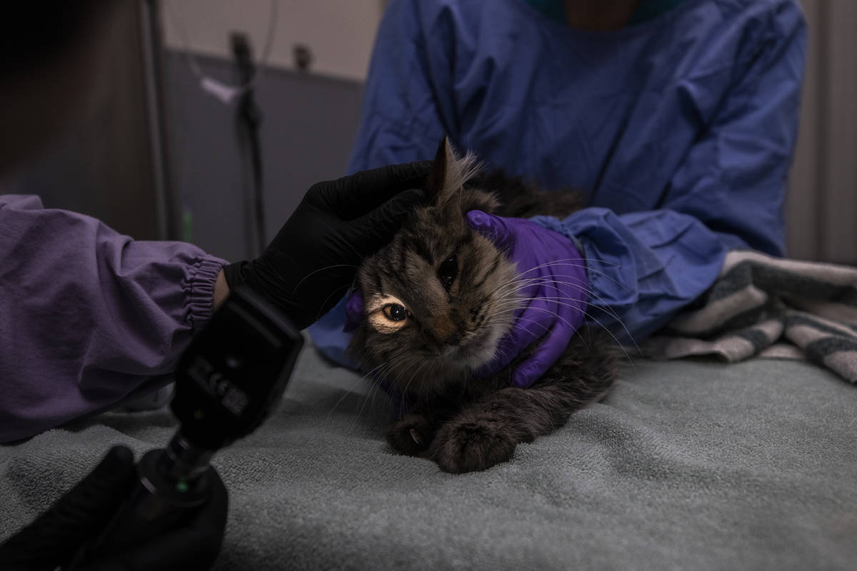 Dr. Diana Freeman, left, and veterinary assistant Jennifer Heider examine a tabby named Sully a ...