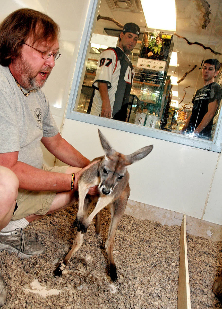 Ken Foose, owner of Exotic Pets, shows a 3-month-old kangaroo in his store in Las Vegas in 2008 ...