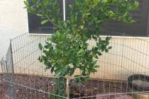 Tender citrus trees that are not native to the desert Southwest, may have trouble growing here. ...