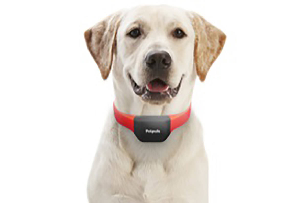 Petpuls' collar promises to tell you your dog's emotions (Petpuls)