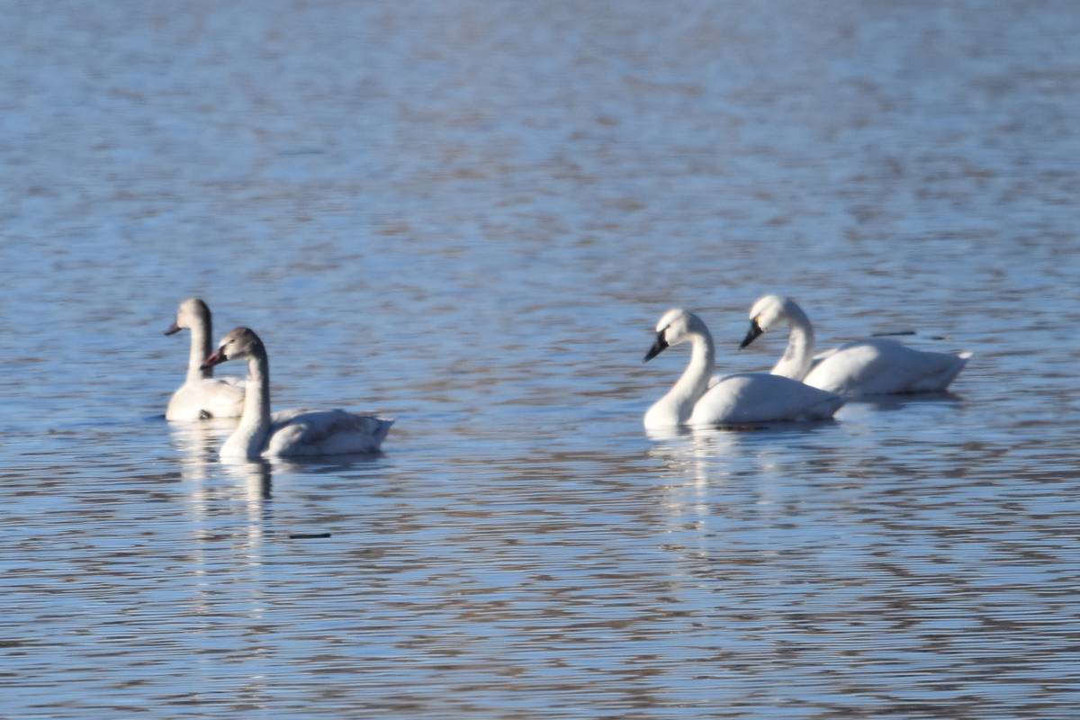 Two tundra swan adults and two gray cygnets sleep, swim and interact in December at Upper Pahra ...