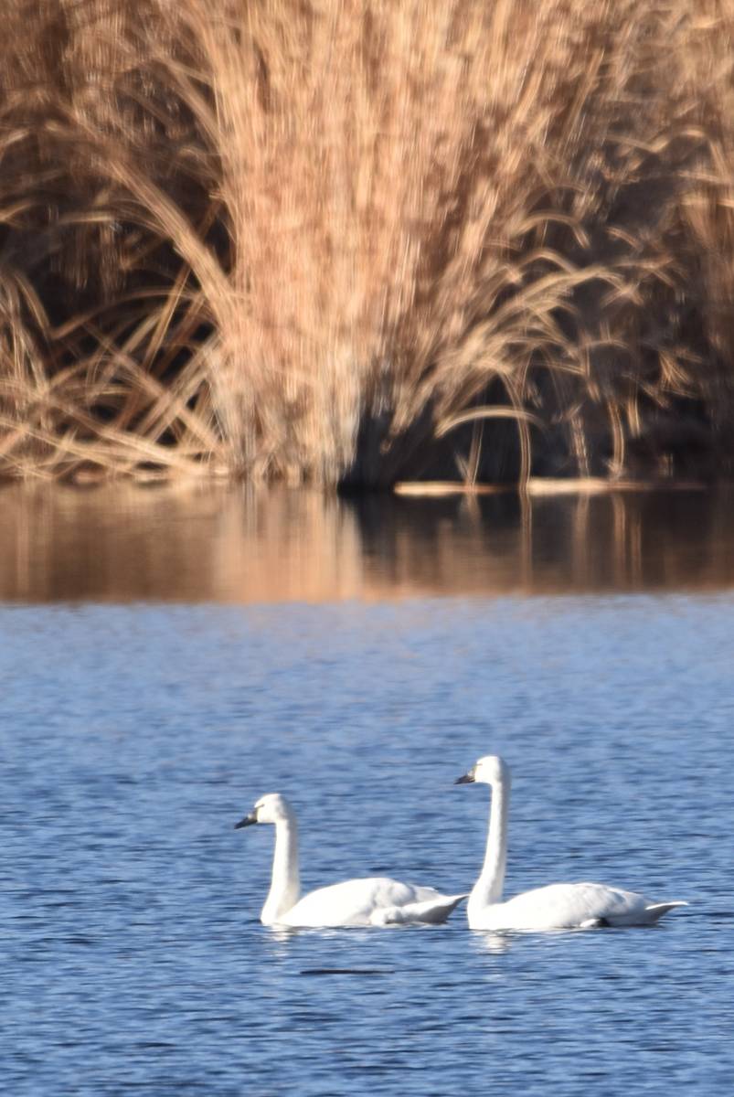 A pair of tundra swans glides through the waters of Upper Pahranagat Lake. (Natalie Burt Las Ve ...