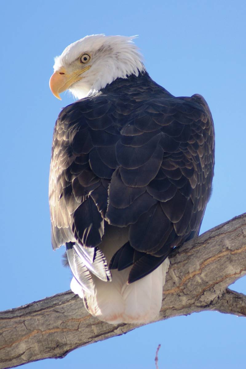A wintering bald eagle perches in a giant cottonwood along the shoreline of Upper Pahranagat La ...