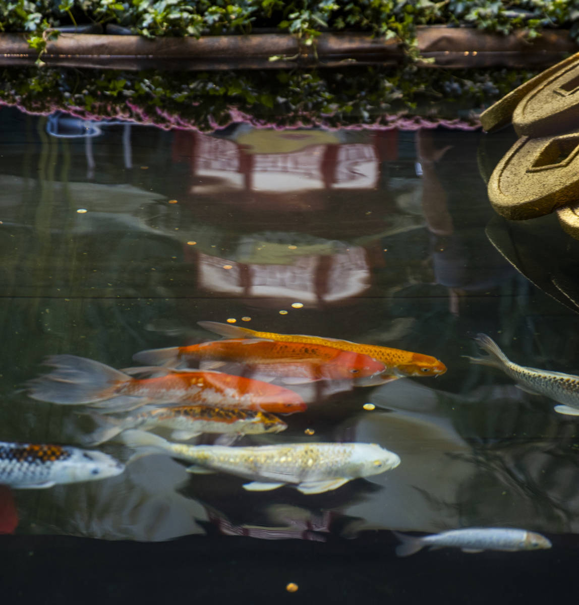 Koi swim in the small pond below two golden oxen as the Bellagio Conservatory & Botanical Garde ...
