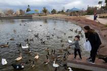 Aiden Robinson, 3, and his grandmother Isela Caldera feed the ducks and geese at Lorenzi Park o ...