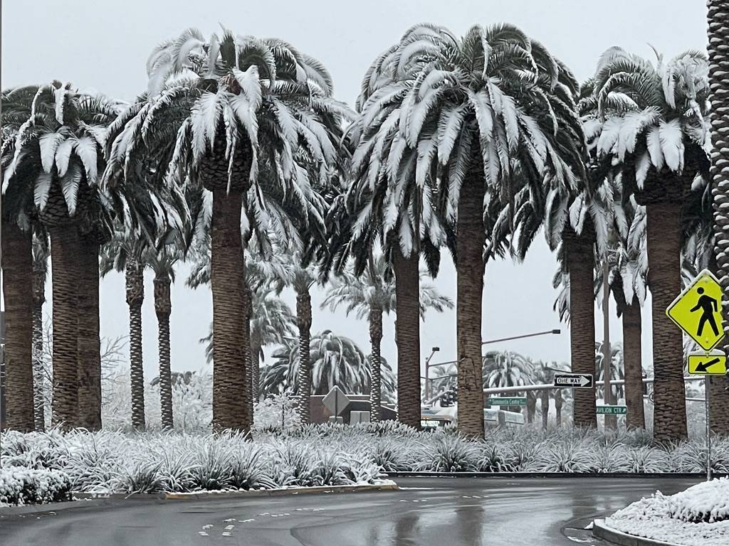 Snow covers trees are seen along Pavilion Center Drive in the Summerlin neighborhood early in t ...