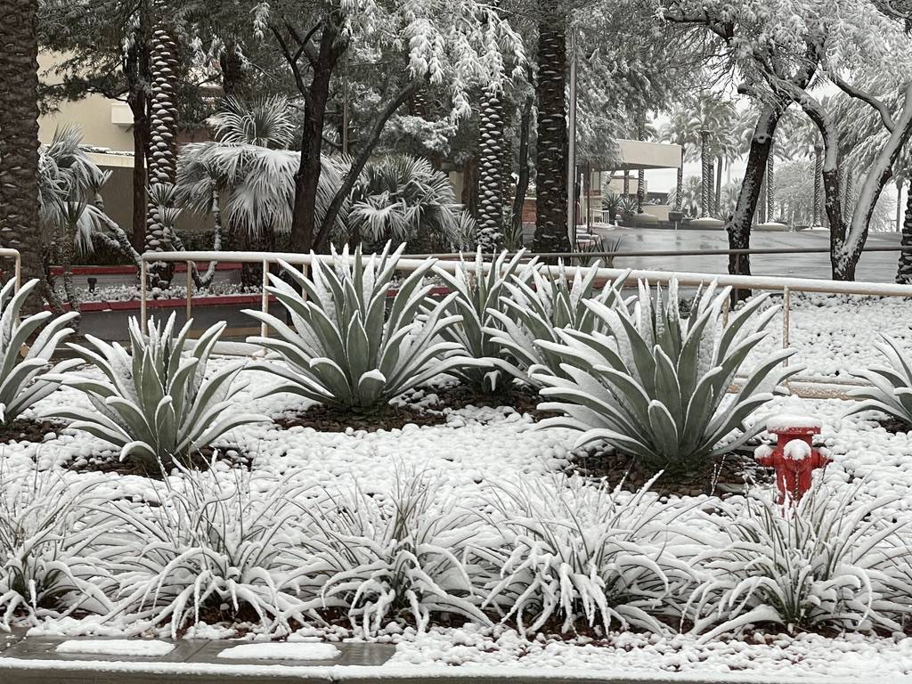 Snow covers plants are seen along Pavilion Center Drive in the Summerlin neighborhood early in ...
