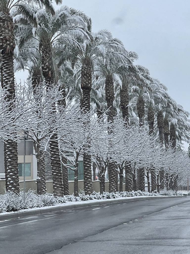 Snow covers trees along Pavilion Center Drive in the Summerlin neighborhood early in the mornin ...