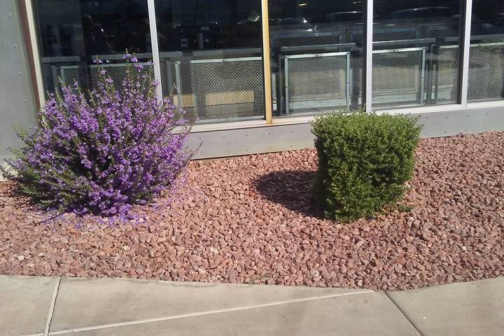 The Texas Ranger on the right was pruned with hedge shears in the late spring while the one on ...