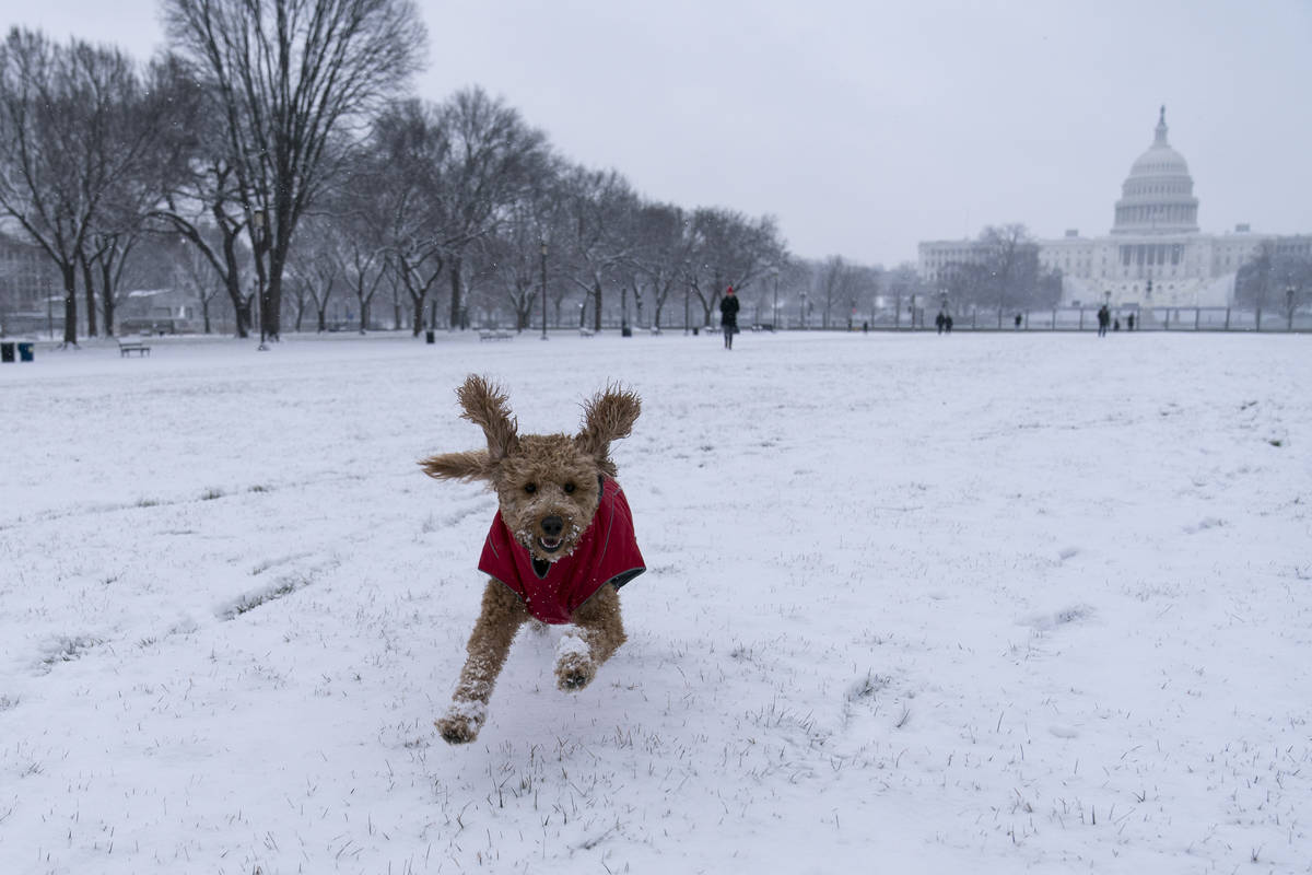 "Rosie" runs in the snow on the National Mall in front of the U.S. Capitol, Sunday, J ...