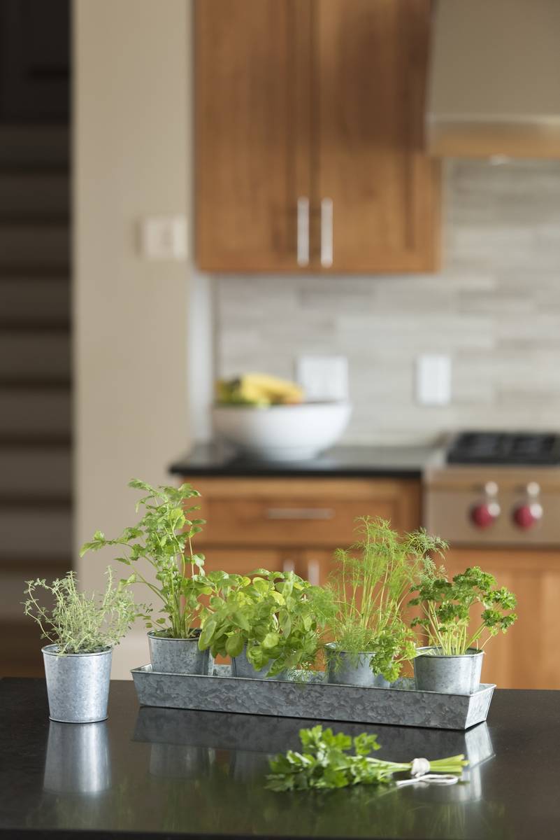 Grow Quick Easy Nutritious Microgreens Indoors Las Vegas Review Journal