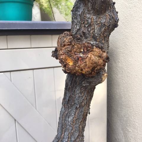 The woody growth on this peach tree looks like the early stage of bacterial crown gall disease. ...