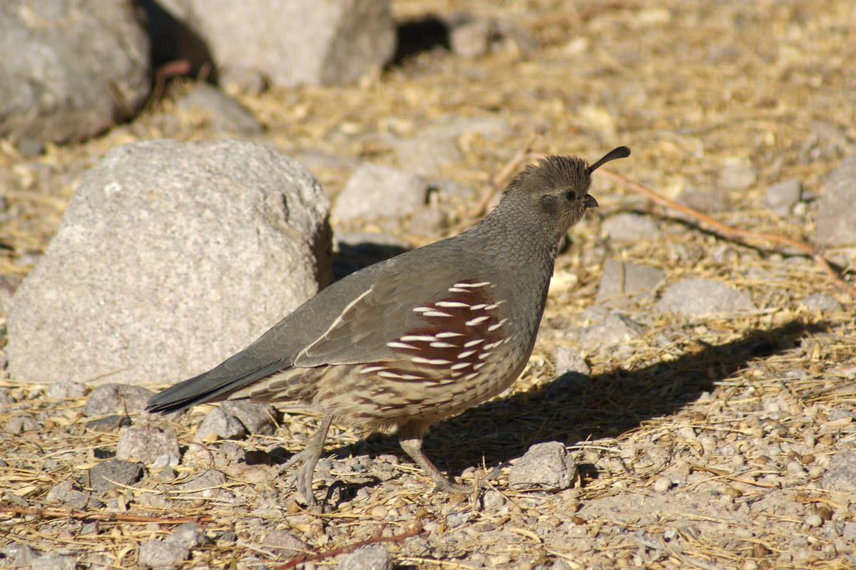 Dozens of Gambel's quail live under bushes and frequently forage at Sunset's Dunes Discovery Ar ...