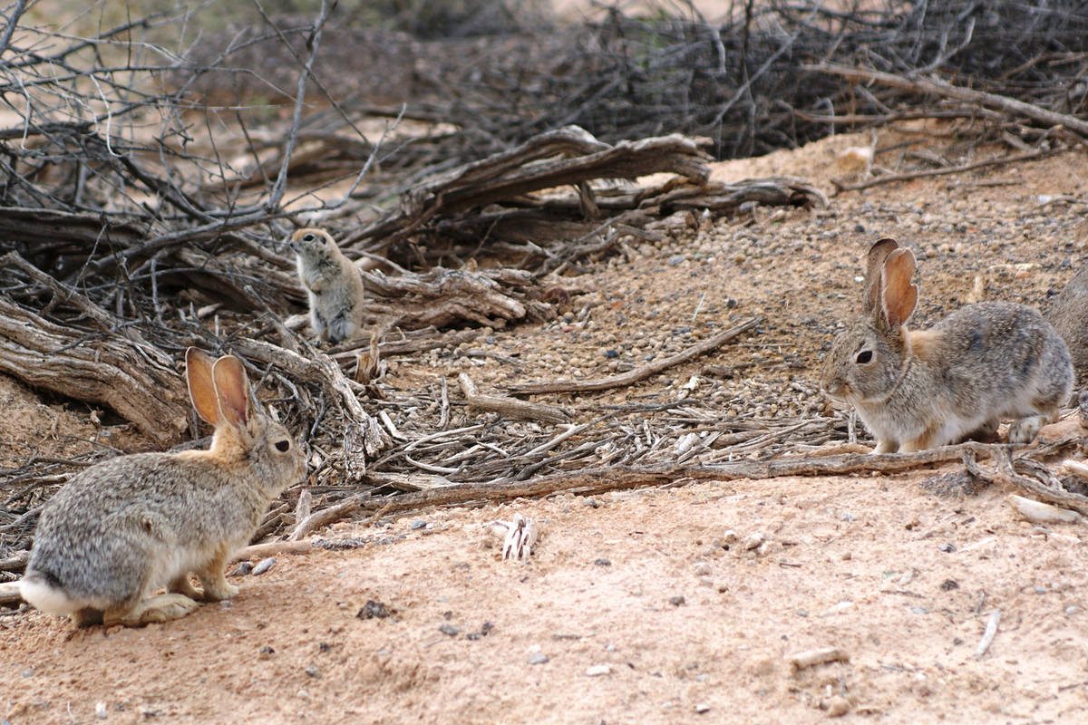 A pair of desert cottontails and a ground squirrel share space at Dunes Discovery Area of Sunse ...