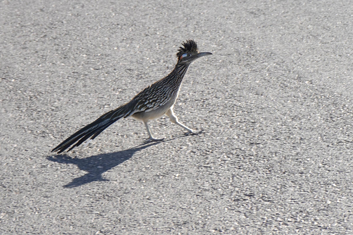 Greater roadrunner taking to a road at Sunset Park, where animals sightings are commonplace. (N ...