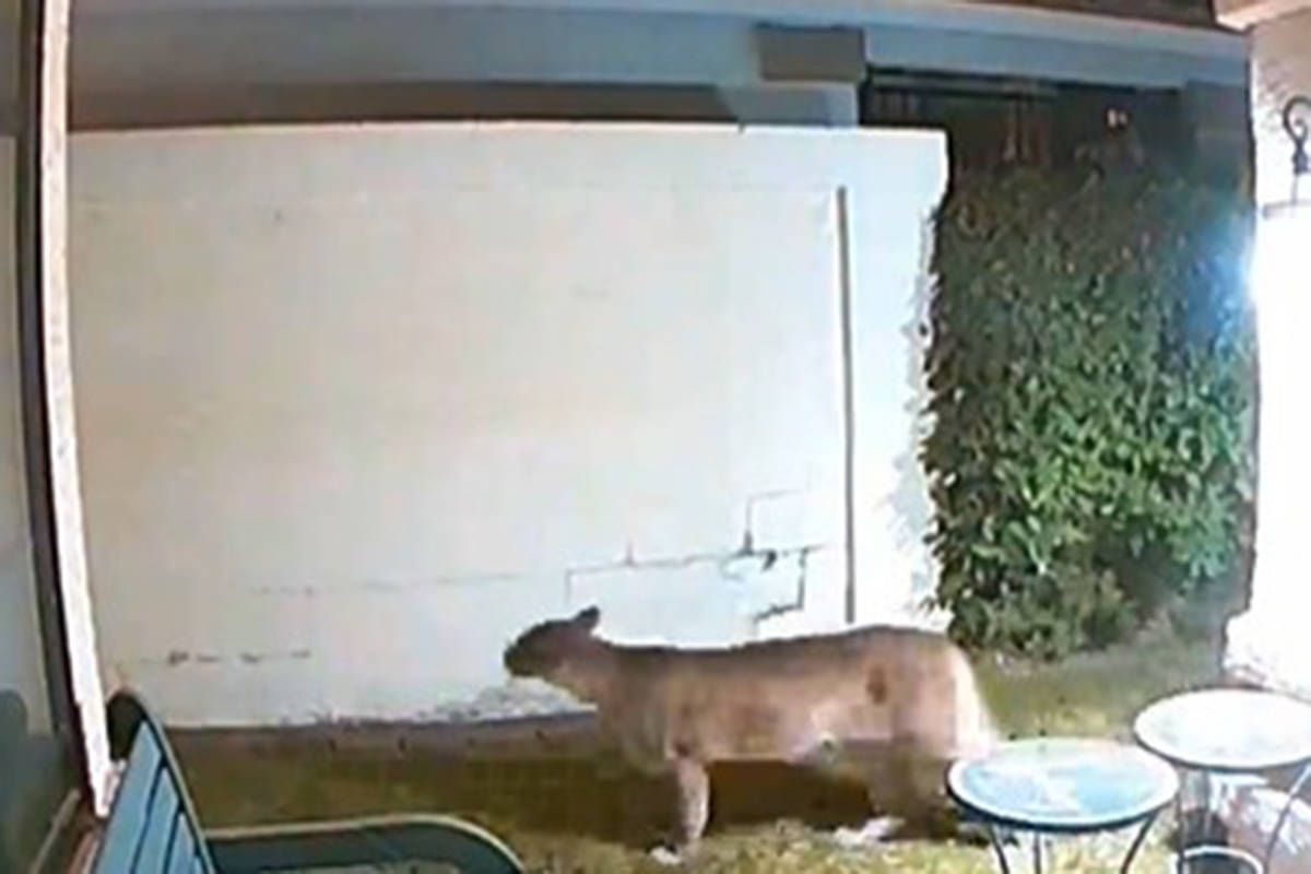 A mountain lion was spotted Friday, Feb. 5, 2021, in a neighborhood near Hualapai Way and West ...