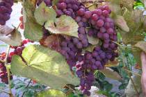 Concord grapes do well in Southern Nevada because the fruit is harvested late in the season whe ...