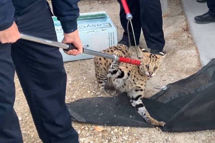 The North Las Vegas Police Department tweeted on Tuesday, Feb. 9, 2021, about a serval cat bein ...