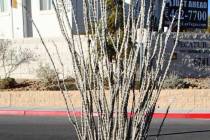 Ocotillo is a plant indigenous to the Sonoran Desert and Chihuahuan Desert in the southwestern ...