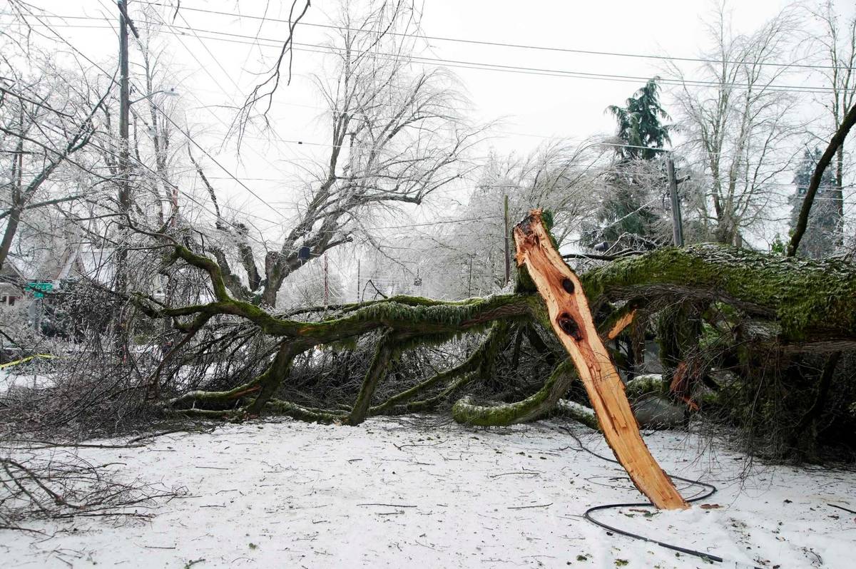A large tree blocks the road along NE 24th Avenue, Monday, Feb. 15, 2021, in Portland, Ore., af ...