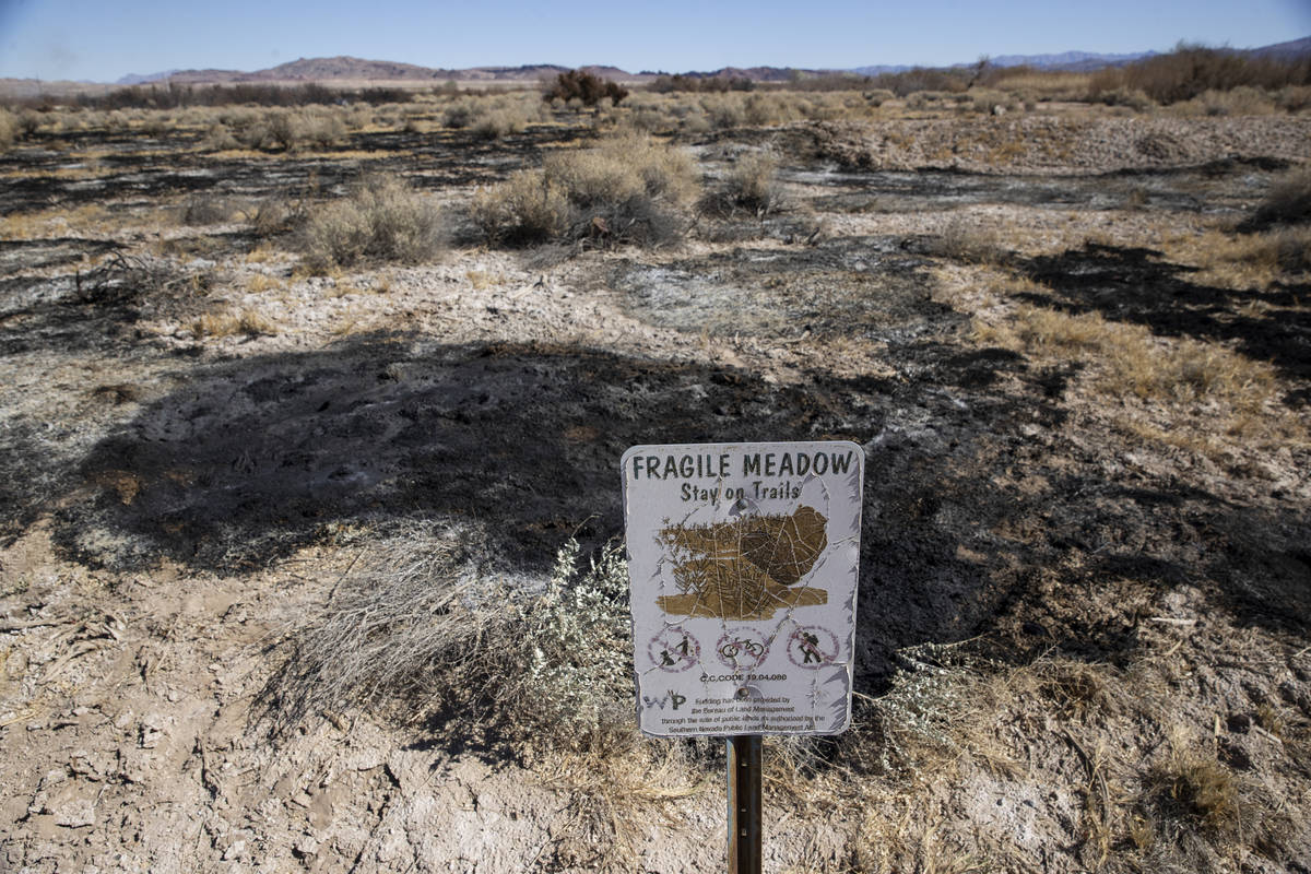 Clark County Wetlands Park in Las Vegas after a fire burned 25 percent of the park the previous ...