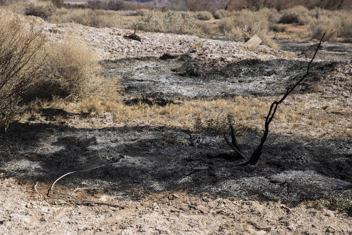 Clark County Wetlands Park in Las Vegas after a fire burned 25 percent of the park the previous ...