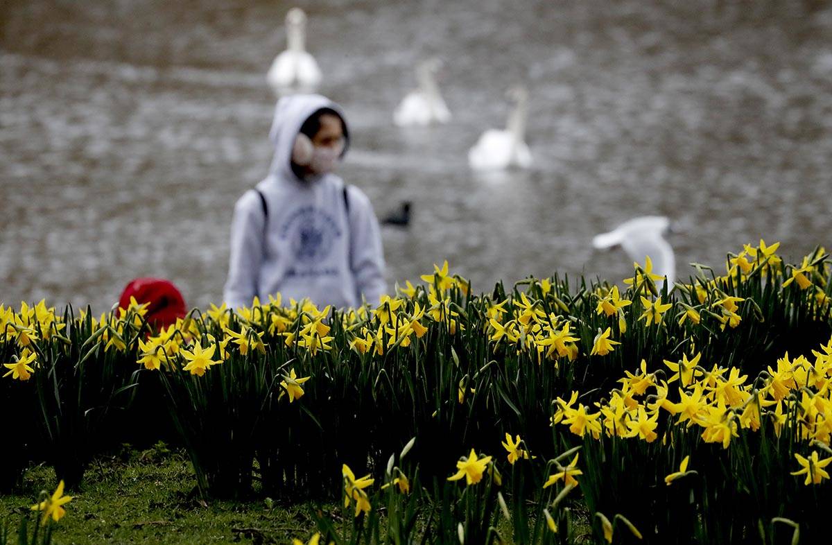 A pedestrian wearing a face covering due to the Covid-19 pandemic walks past blooming daffodils ...