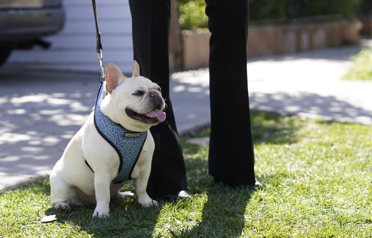 A French bulldog sits near an area on North Sierra Bonita Ave. where Lady Gaga's dog walker was ...