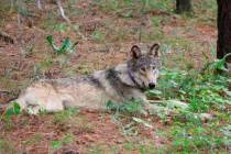 A gray wolf (OR-93) is seen near Yosemite, Calif. (California Department of Fish and Wildlife v ...