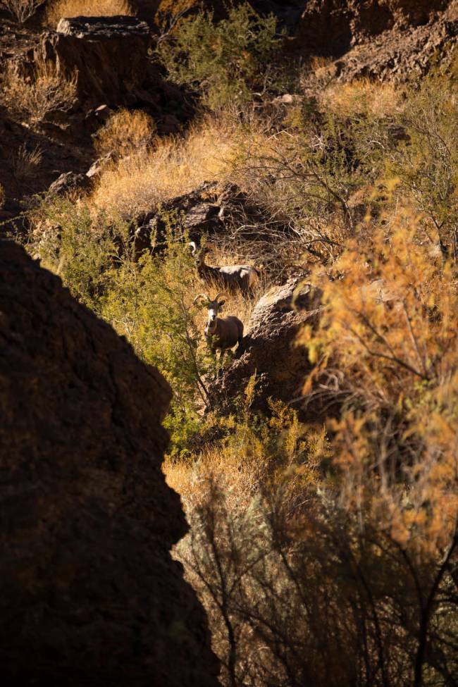 Bighorn Sheep climb down the cliffs of Black Canyon to drink. (Rachel Aston/rjmagazine) @rookie ...