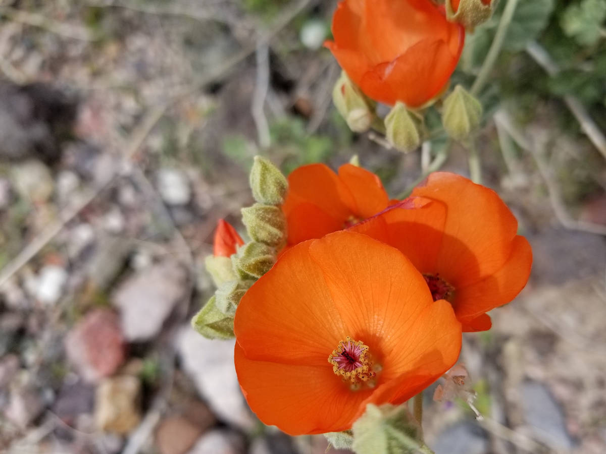 During the above-average wildflower season of 2020, reddish-orange and apricot desert mallows w ...