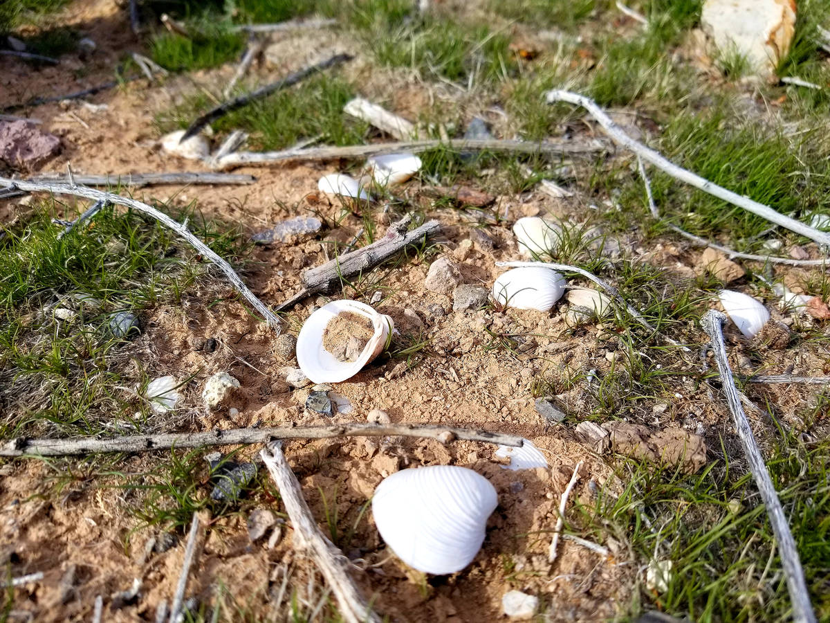 Clam shells and aluminum can pull-tabs are scattered in spots on the lakebed near the trail&#x2 ...
