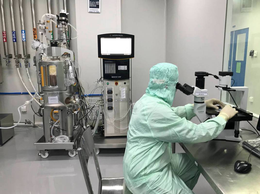 A member of production checks cell growth and viability of a bioreactor sample under an inverte ...