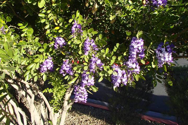 Texas ebony is a Chihuahuan desert native tree that is used in hot desert landscapes. (Bob Morris)