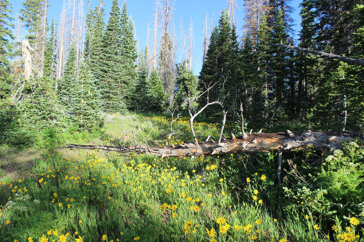 In July, the Zion National Park Forever Project heads to Cedar Breaks National Monument where f ...