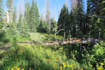 In July, the Zion National Park Forever Project heads to Cedar Breaks National Monument where f ...