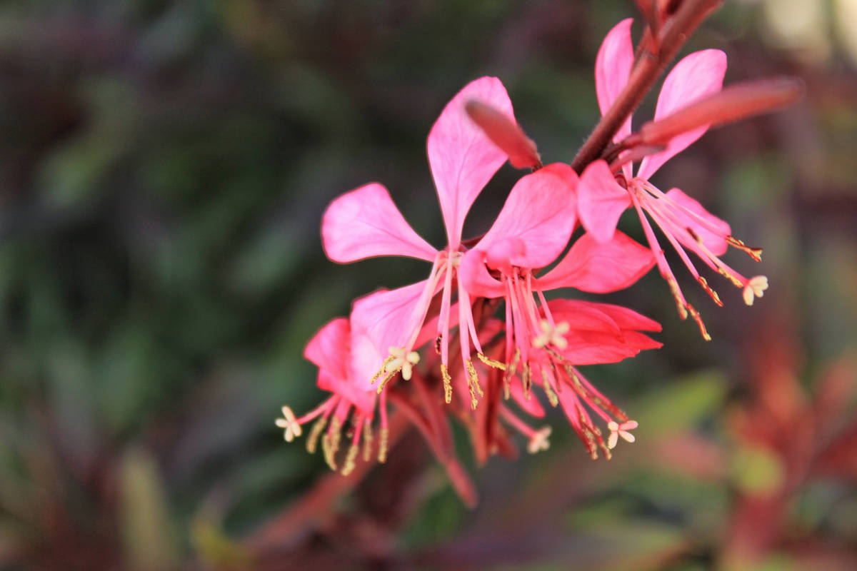 Pink gaura is a very versatile plant for sunny mixed borders and containers. (Getty Images)