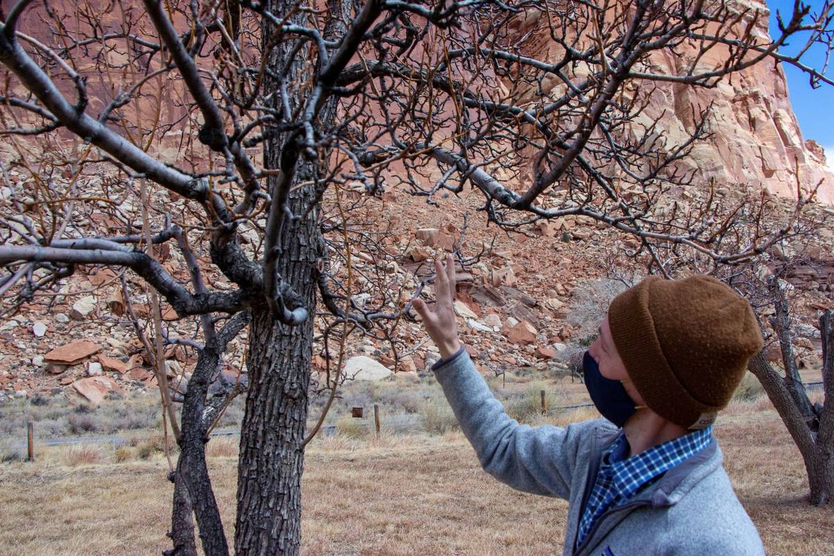 Fritz Maslan, park horticulturalist, looks at a tree during a gathering to discuss a proposed r ...