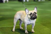 In a Feb. 16, 2015, file photo, a French bulldog competes at the Westminster Kennel Club show i ...