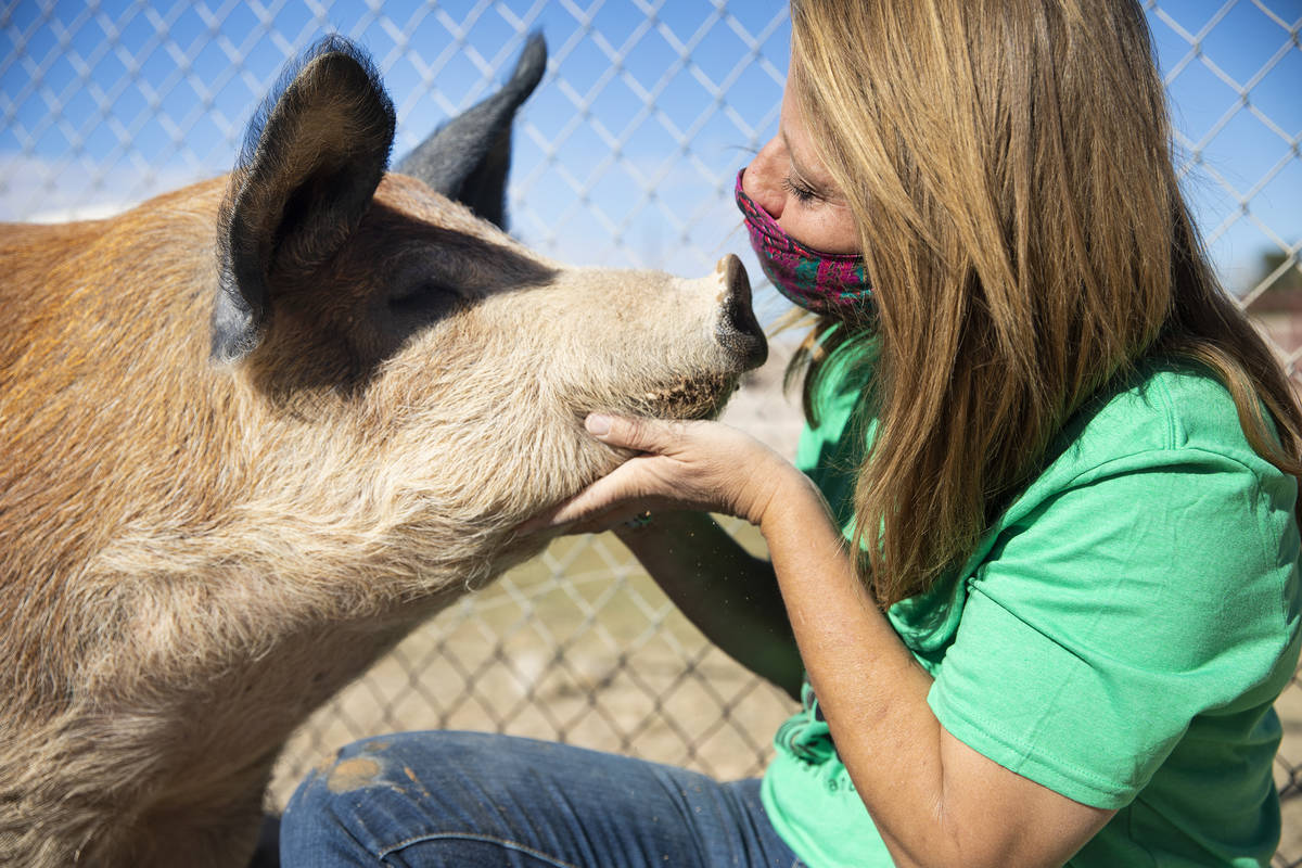 Tara Pike, founder of All Friends Animal Sanctuary, pets Brandy Cookie Bear, a farm pig, at the ...