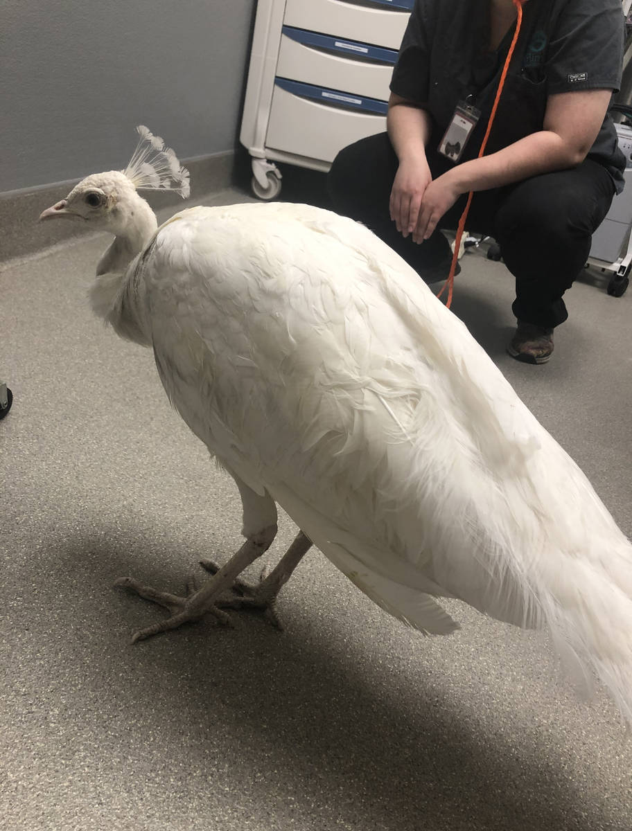 The Animal Foundation is hoping to find a home for Prince, a white male peacock. (The Animal Fo ...