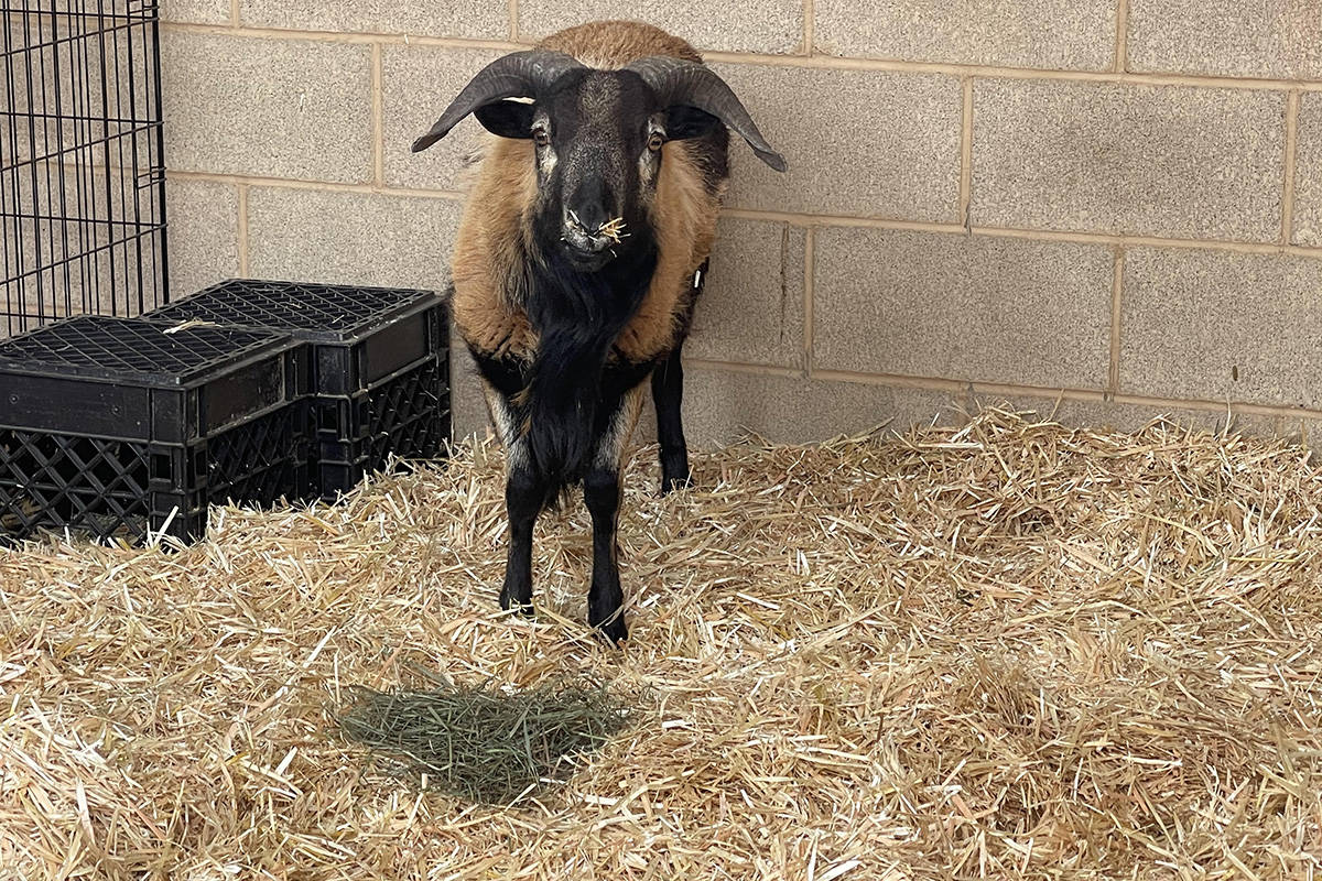 Buzi, a 1-year-old goat found wandering near West Charleston Boulevard and Rancho Drive, has be ...
