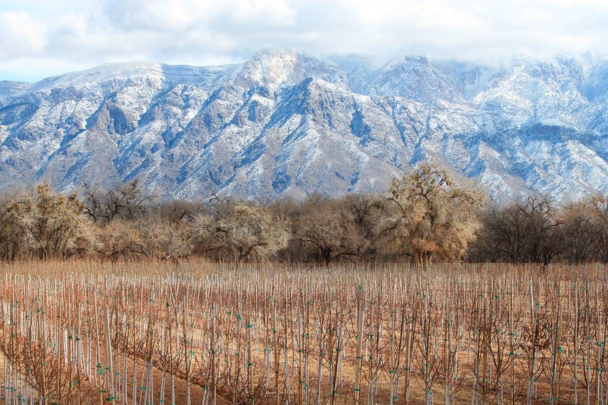 Rows of trees are seen at a farm in Corrales, New Mexico, as snow covers the Sandia Mountains i ...