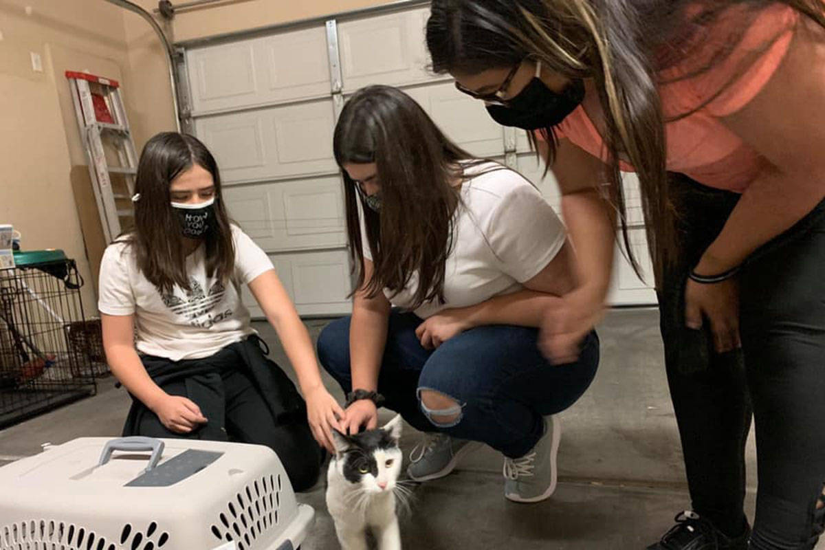 Cat reunited with owners after traveling 25o miles to Las Vegas Local