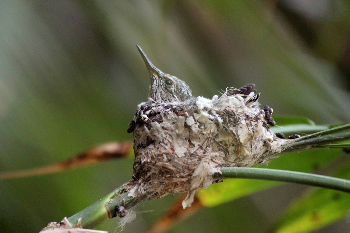 A baby hummingbird waits for its mother to return to a nest in Pasadena, Calif., on Friday, Mar ...